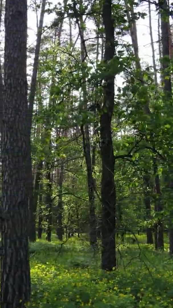 Vertikales Video eines schönen grünen Kiefernwaldes an einem Sommertag, Zeitlupe — Stockvideo