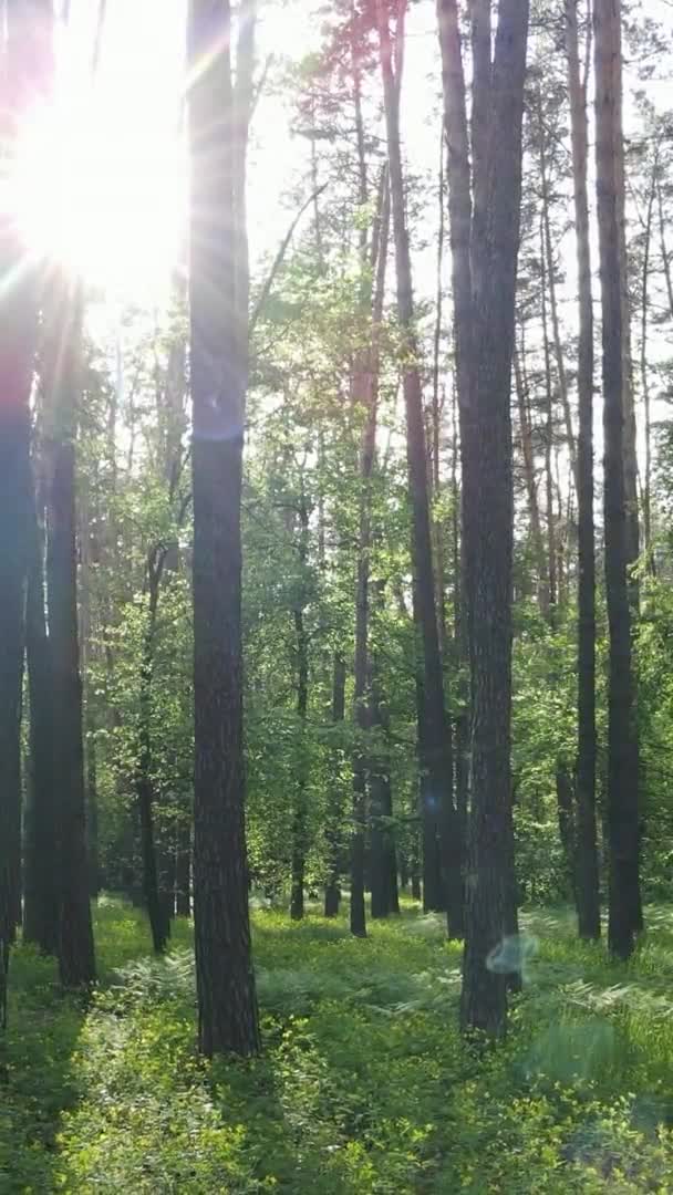 Verticale video van een prachtig groen dennenbos op een zomerdag, slow motion — Stockvideo