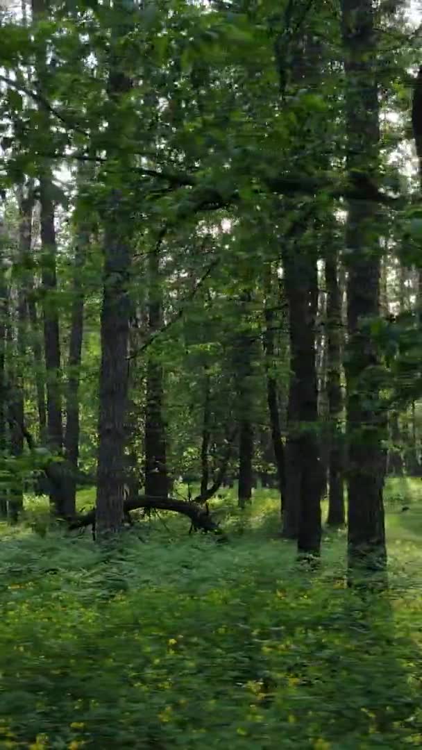 Vídeo vertical de un hermoso bosque de pinos verdes en un día de verano, cámara lenta — Vídeo de stock