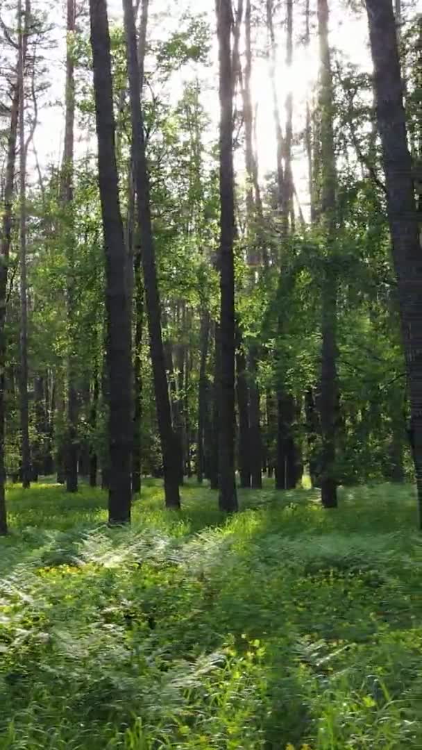 Vertikální video krásného zeleného borového lesa za letního dne, zpomalený pohyb — Stock video