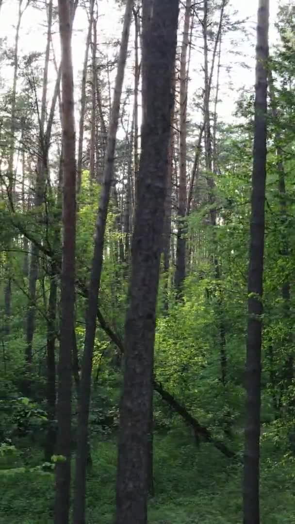 Vidéo verticale d'une belle pinède verte un jour d'été, au ralenti — Video