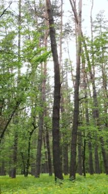 Bir yaz günü, güzel bir çam ormanının dikey videosu, yavaş çekim.