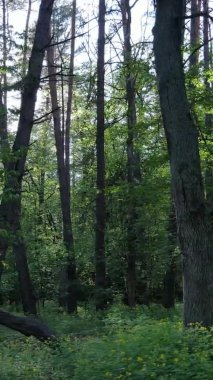 Bir yaz günü, güzel bir çam ormanının dikey videosu, yavaş çekim.