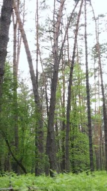 Bir yaz günü, güzel bir çam ormanının dikey videosu, yavaş çekim.