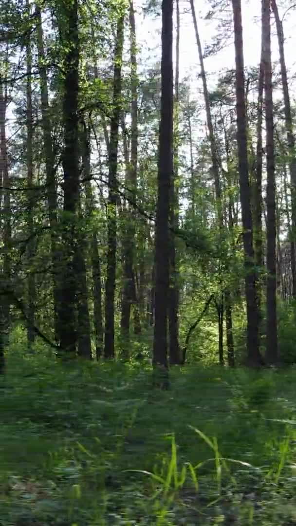 Vídeo vertical de uma bela floresta de pinheiros verdes em um dia de verão, câmera lenta — Vídeo de Stock