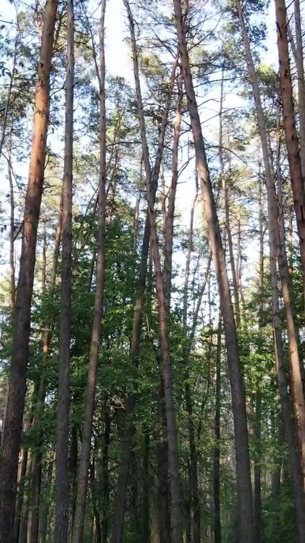 Vídeo vertical de un hermoso bosque de pinos verdes en un día de verano, cámara lenta — Vídeos de Stock