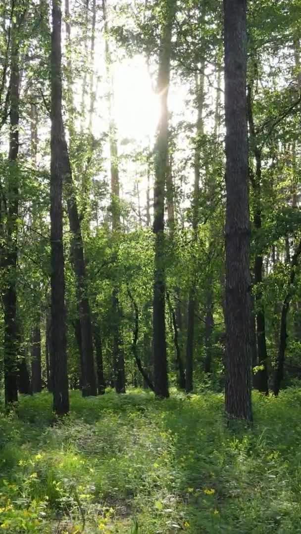 Vidéo verticale d'une belle pinède verte un jour d'été, au ralenti