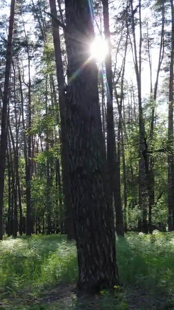 Függőleges videó egy gyönyörű zöld fenyőerdőről egy nyári napon, lassított felvétel — Stock videók