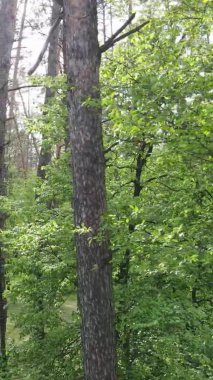 Bir yaz günü, güzel bir çam ormanının dikey videosu, yavaş çekim.