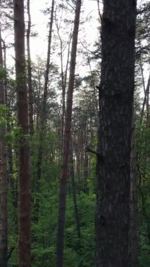 Bir yaz günü, güzel bir çam ormanının dikey videosu, yavaş çekim.