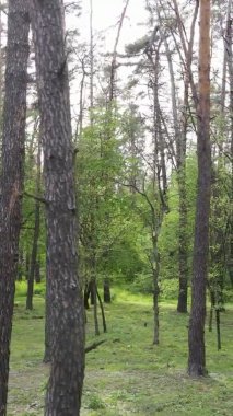 Bir yaz günü, güzel bir çam ormanının dikey videosu, yavaş çekim.