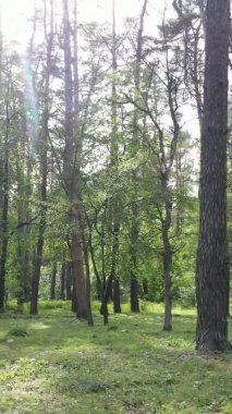 Bir yaz günü, güzel bir çam ormanının dikey videosu, yavaş çekim.