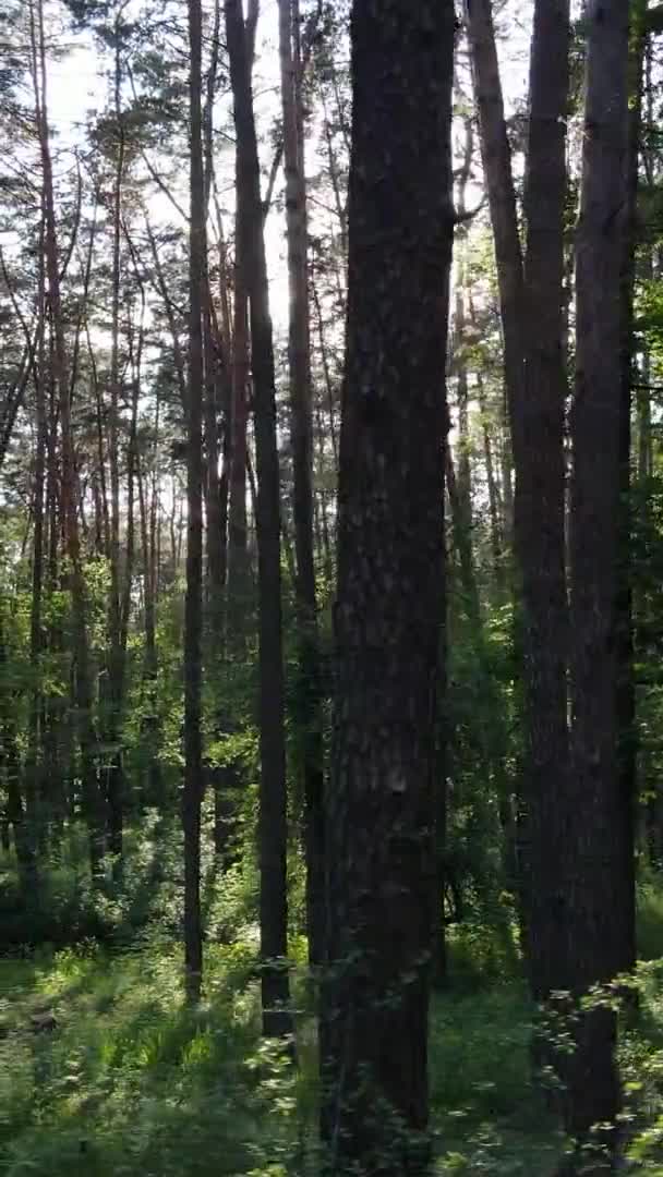 Pionowe wideo z pięknym zielonym lasem sosnowym w letni dzień, zwolnione tempo — Wideo stockowe