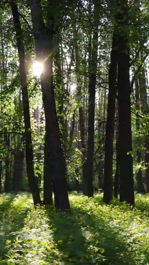 Vídeo vertical de uma bela floresta de pinheiros verdes em um dia de verão, câmera lenta — Vídeo de Stock