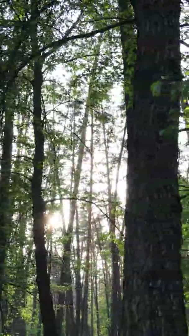Вертикальное видео красивого зеленого соснового леса в летний день, замедленная съемка — стоковое видео
