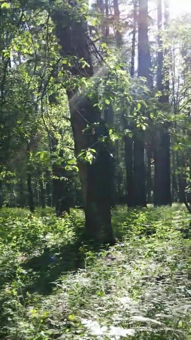 Vídeo vertical de uma bela floresta de pinheiros verdes em um dia de verão, câmera lenta — Vídeo de Stock