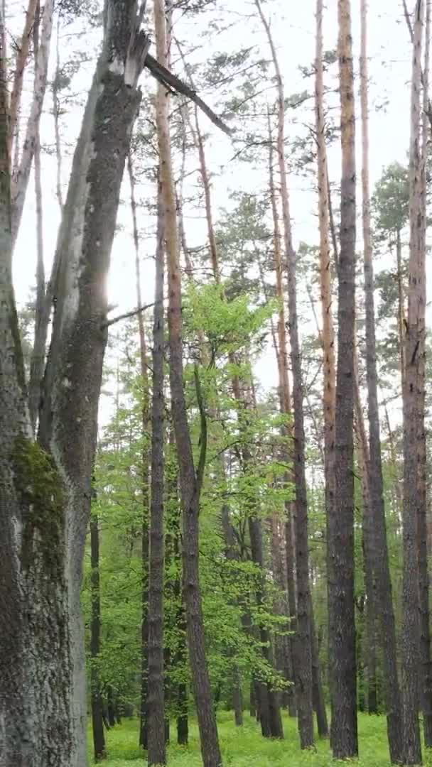 Verticale video van een prachtig groen dennenbos op een zomerdag, slow motion — Stockvideo