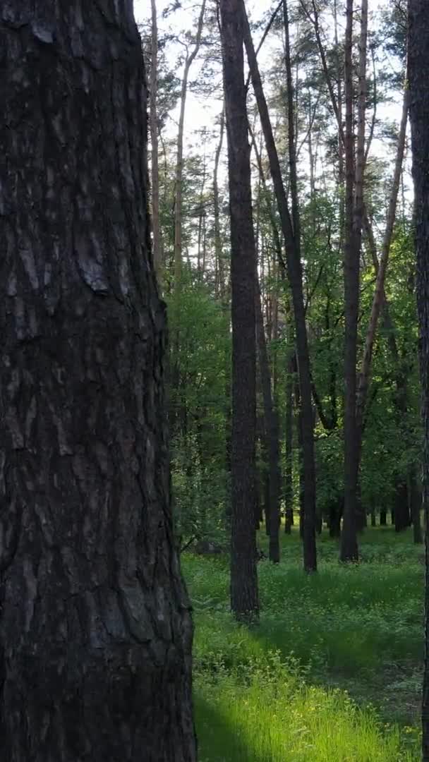 Vidéo verticale d'une belle pinède verte un jour d'été, au ralenti