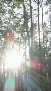 Bir yaz günü, güzel bir çam ormanının dikey videosu, yavaş çekim.