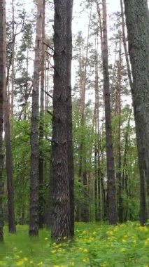 Bir yaz günü, güzel bir çam ormanının dikey videosu, yavaş çekim.