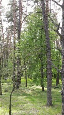 Bir yaz günü, güzel bir çam ormanının dikey videosu, yavaş çekim.