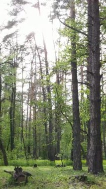 Bir yaz günü, güzel bir çam ormanının dikey videosu, yavaş çekim.