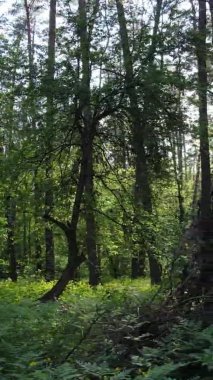 Bir yaz günü, güzel bir çam ormanının dikey videosu, yavaş çekim.