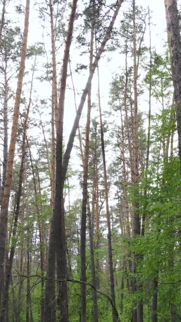 Pionowe wideo z pięknym zielonym lasem sosnowym w letni dzień, zwolnione tempo — Wideo stockowe