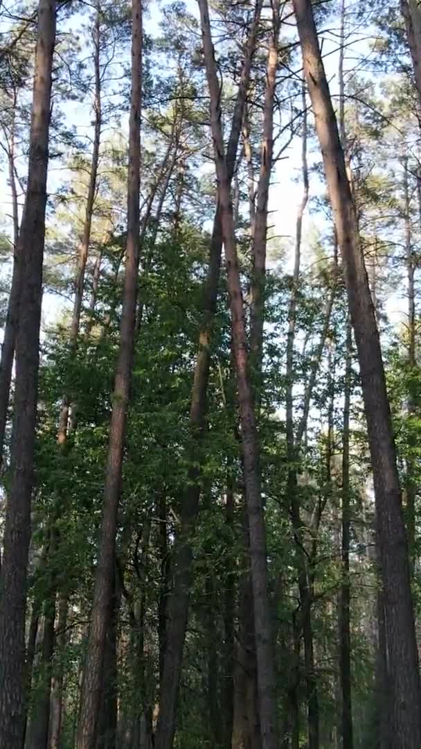 Vídeo vertical de un hermoso bosque de pinos verdes en un día de verano, cámara lenta — Vídeos de Stock