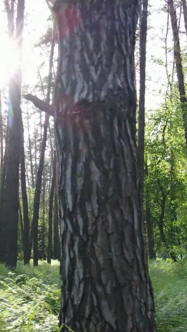 Verticale video van een prachtig groen dennenbos op een zomerdag, slow motion — Stockvideo