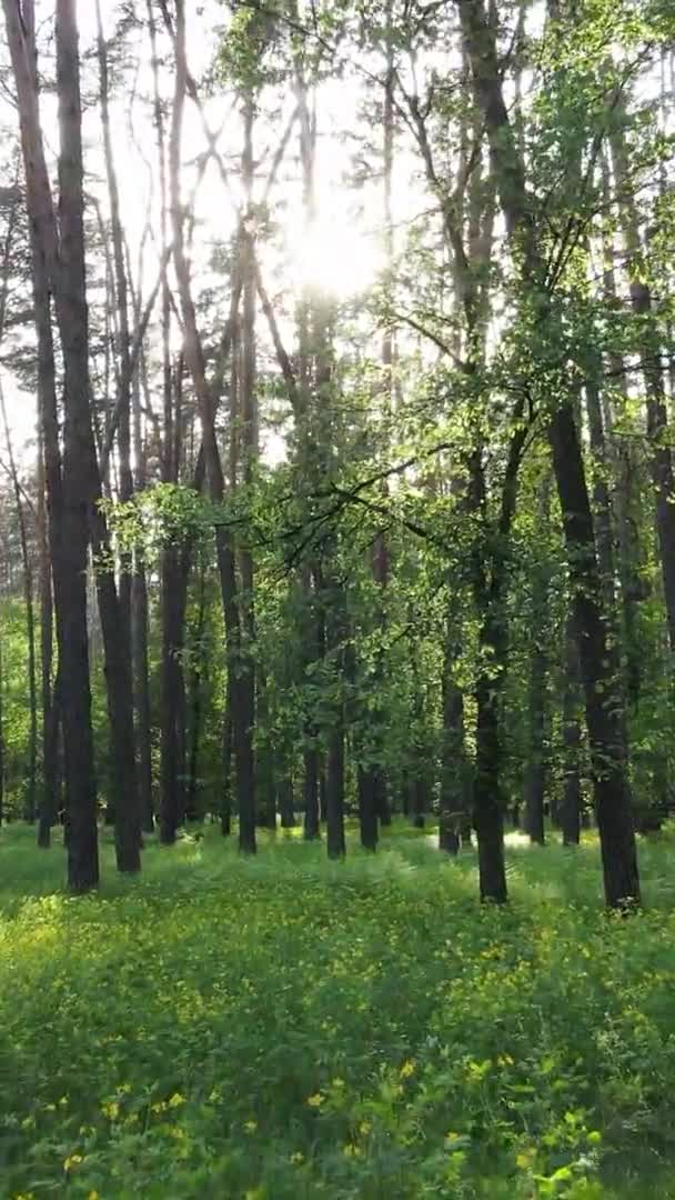 Vídeo vertical de un hermoso bosque de pinos verdes en un día de verano, cámara lenta — Vídeo de stock