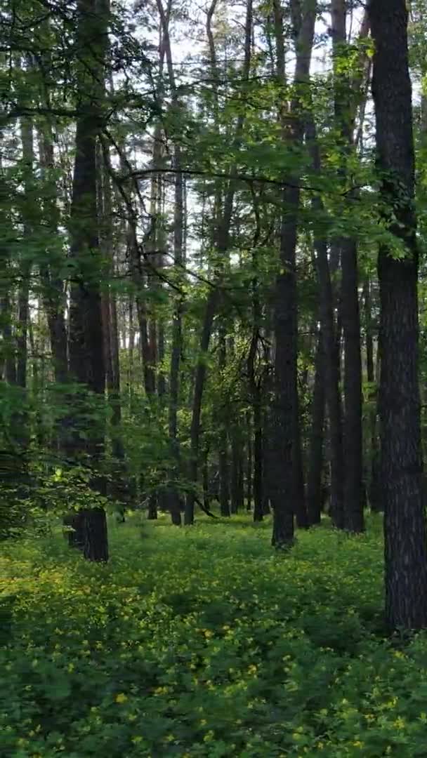 Vidéo verticale d'une belle pinède verte un jour d'été, au ralenti