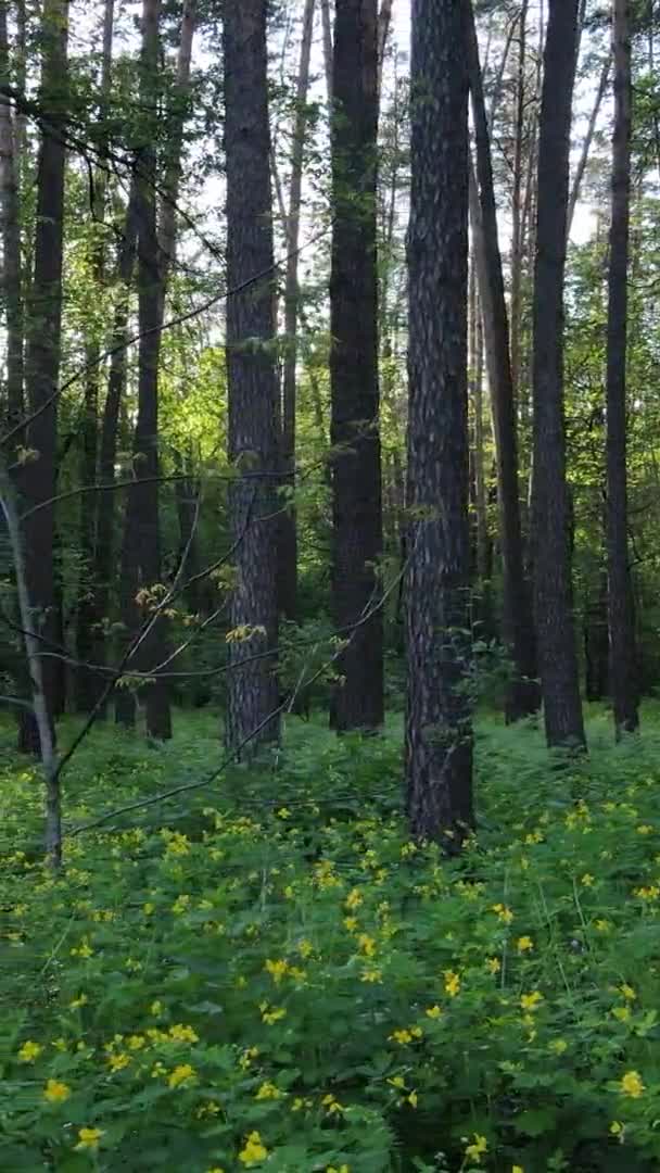Vidéo verticale d'une belle pinède verte un jour d'été, au ralenti