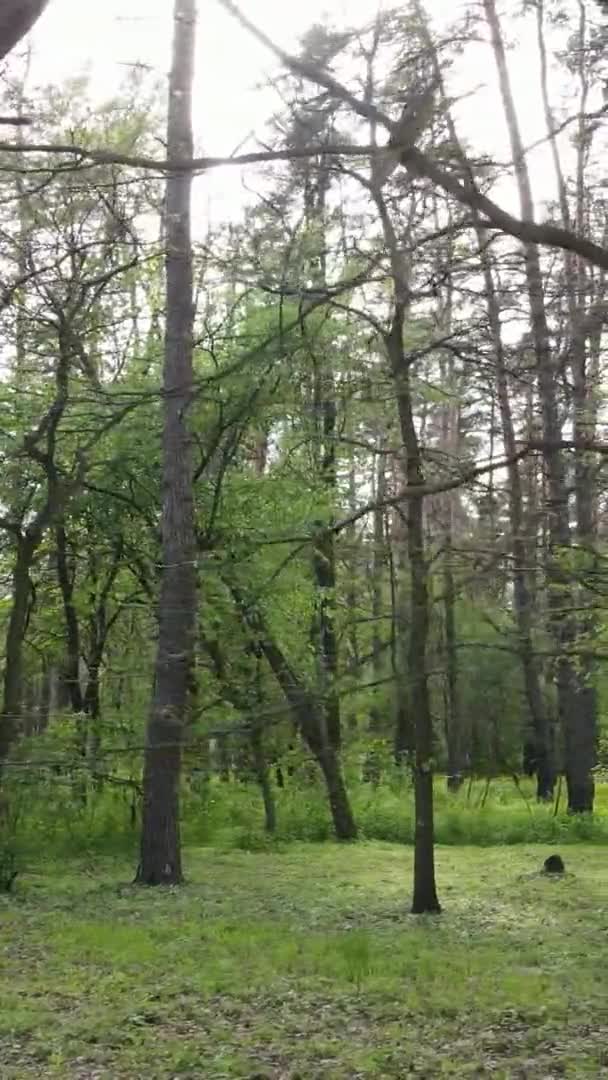 Vidéo verticale d'une belle pinède verte un jour d'été, au ralenti