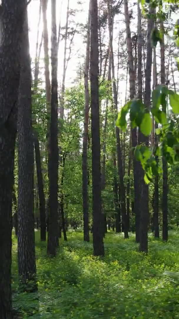 Vídeo vertical de un hermoso bosque de pinos verdes en un día de verano, cámara lenta — Vídeos de Stock