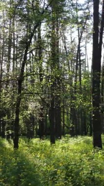 Bir yaz günü, güzel bir çam ormanının dikey videosu, yavaş çekim.