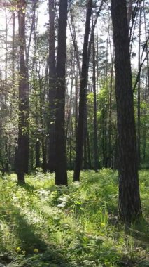 Bir yaz günü, güzel bir çam ormanının dikey videosu, yavaş çekim.