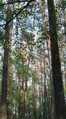 Bir yaz günü, güzel bir çam ormanının dikey videosu, yavaş çekim.