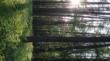 Bir yaz günü, güzel bir çam ormanının dikey videosu, yavaş çekim.