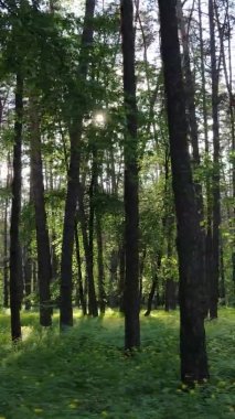 Bir yaz günü, güzel bir çam ormanının dikey videosu, yavaş çekim.