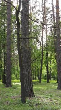 Bir yaz günü, güzel bir çam ormanının dikey videosu, yavaş çekim.