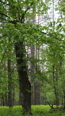Bir yaz günü, güzel bir çam ormanının dikey videosu, yavaş çekim.