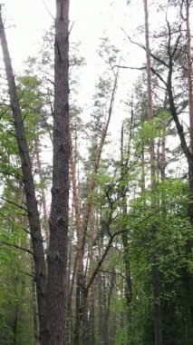 Bir yaz günü, güzel bir çam ormanının dikey videosu, yavaş çekim.