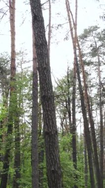 Bir yaz günü, güzel bir çam ormanının dikey videosu, yavaş çekim.