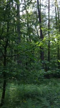 Bir yaz günü, güzel bir çam ormanının dikey videosu, yavaş çekim.