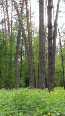 Bir yaz günü, güzel bir çam ormanının dikey videosu, yavaş çekim.