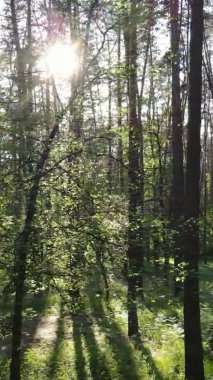 Bir yaz günü, güzel bir çam ormanının dikey videosu, yavaş çekim.