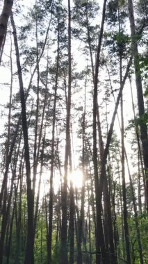 Bir yaz günü, güzel bir çam ormanının dikey videosu, yavaş çekim.