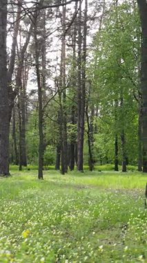 Bir yaz günü, güzel bir çam ormanının dikey videosu, yavaş çekim.