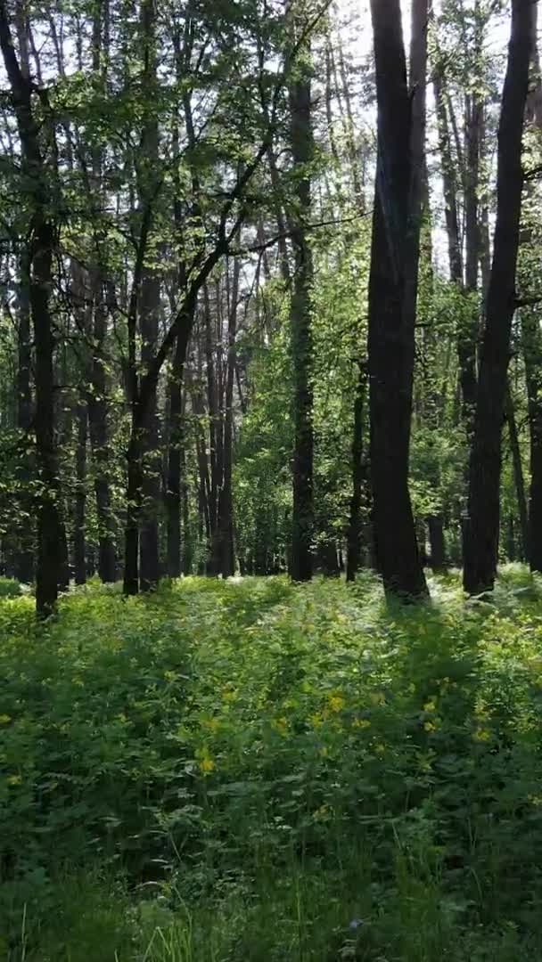 Vidéo verticale d'une belle pinède verte un jour d'été, au ralenti